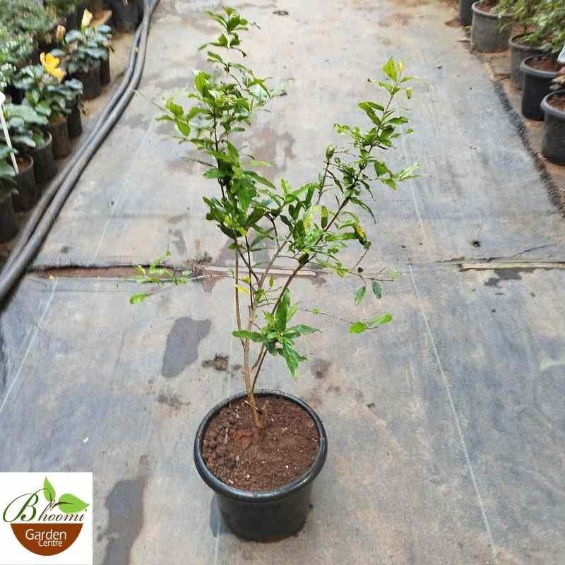 Anar Plants
