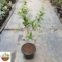 Anar Plants