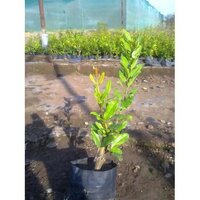 Anar Plants