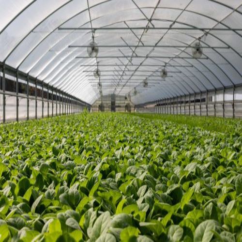 Agriculture Greenhouse Structure - Features: Durable