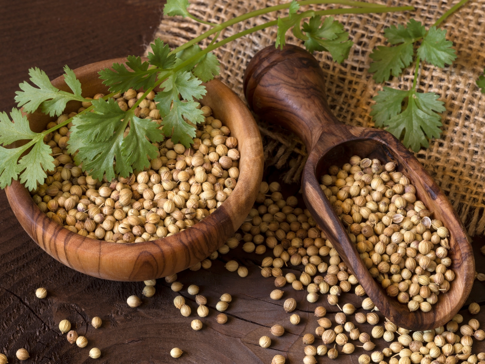 Coriander Oleoresin