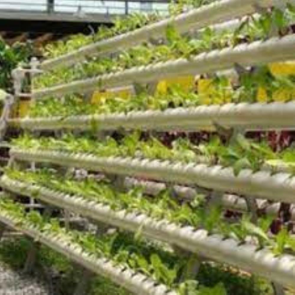 Modular Hydroponic Polyhouse