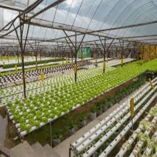 Modular Hydroponic Polyhouse