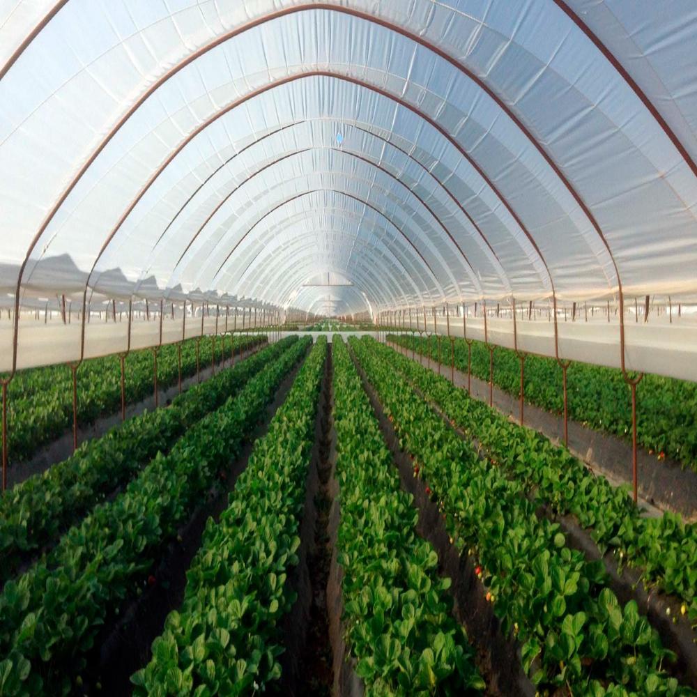 Agriculture Farming Polyhouse