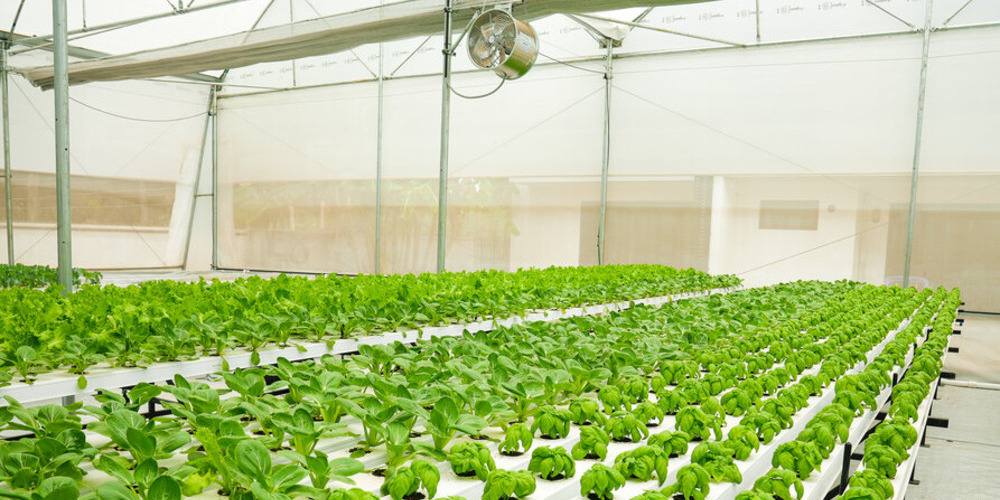 Agriculture Farming Polyhouse