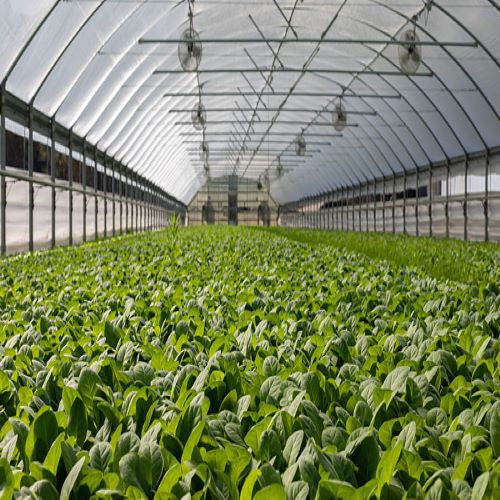 Agriculture Farming Polyhouse