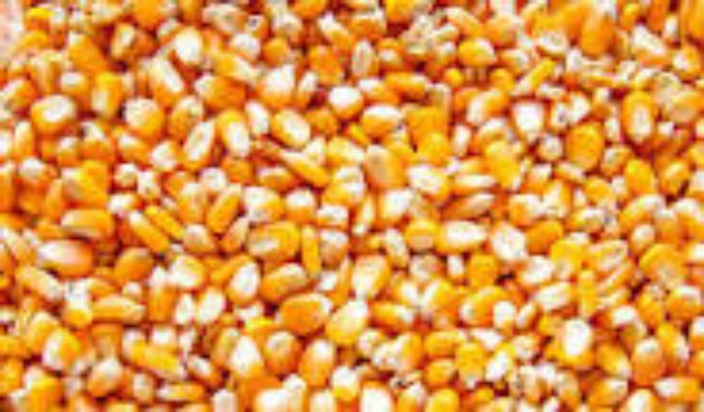 Dry yellow maize