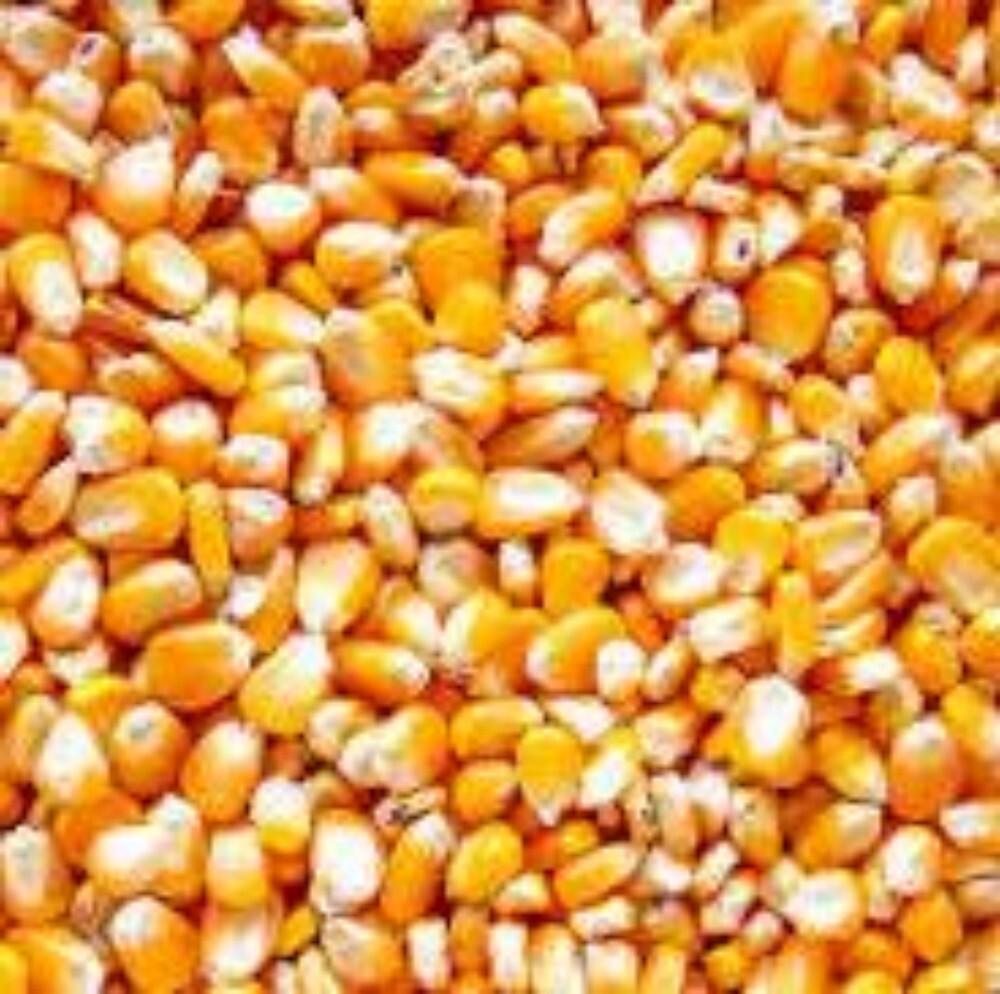 Dry yellow maize