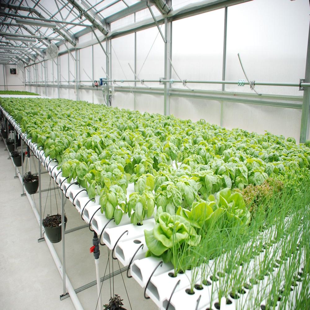 Polyhouse Hydroponic System - Features: Durable