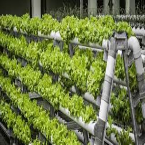 Polyhouse Hydroponic System