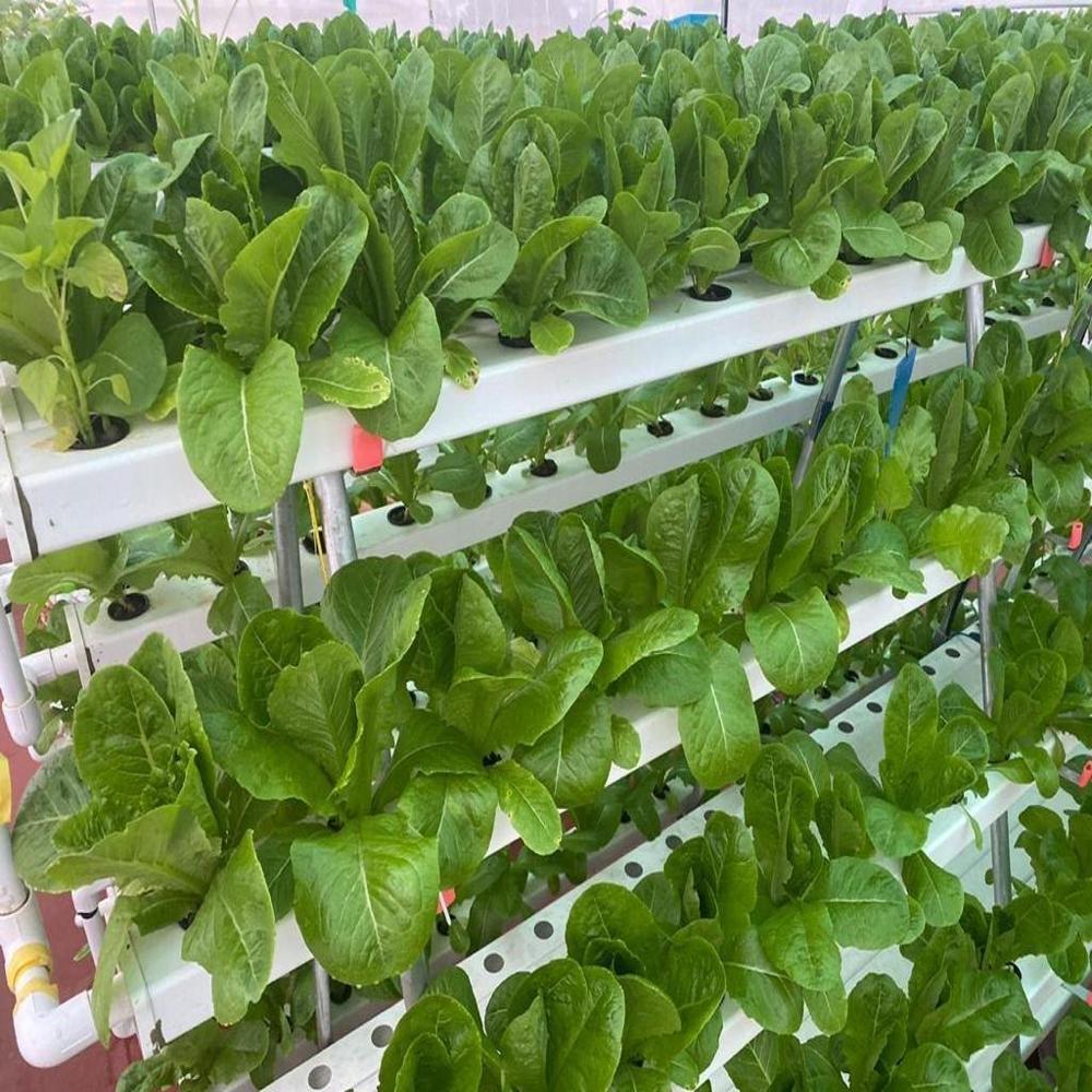 Polyhouse Hydroponic System - Features: Durable