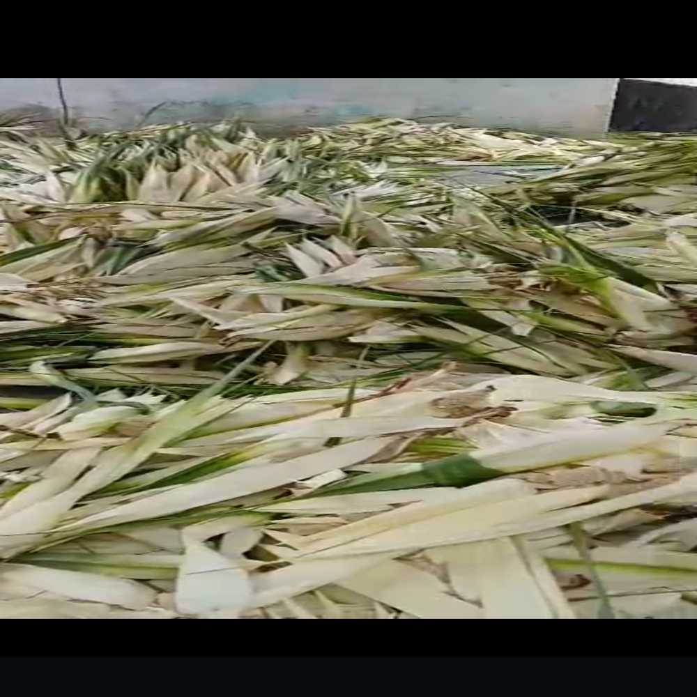 Kewda (Kewra) Ruh - Brand Name: Ryan