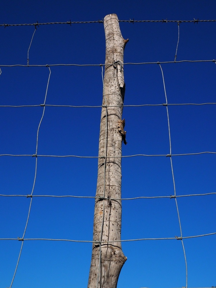 Goat Fencing