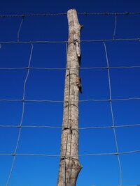 Goat Fencing