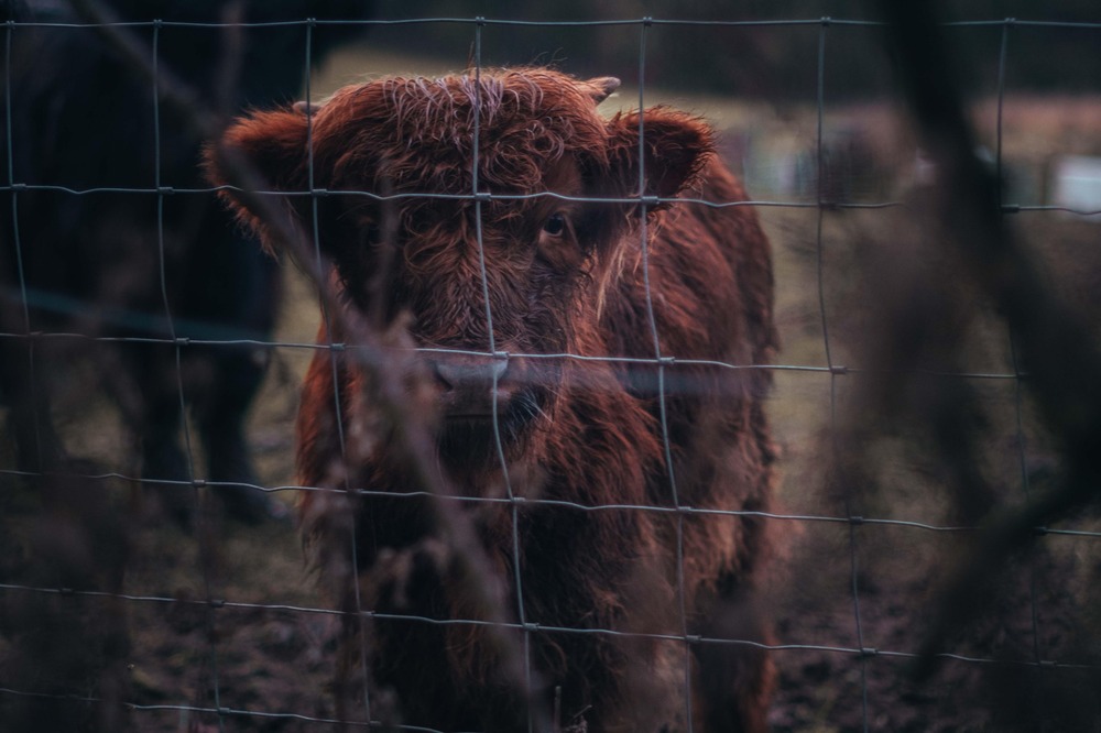 Goat Fencing - Color: Silver