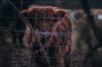 Goat Fencing