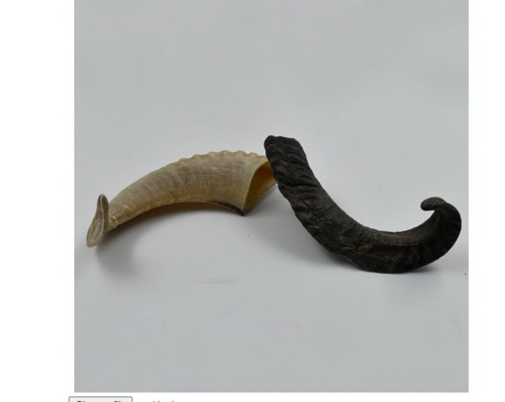 Dog Sheep Horn And Ram Horn Color: White Black at Best Price