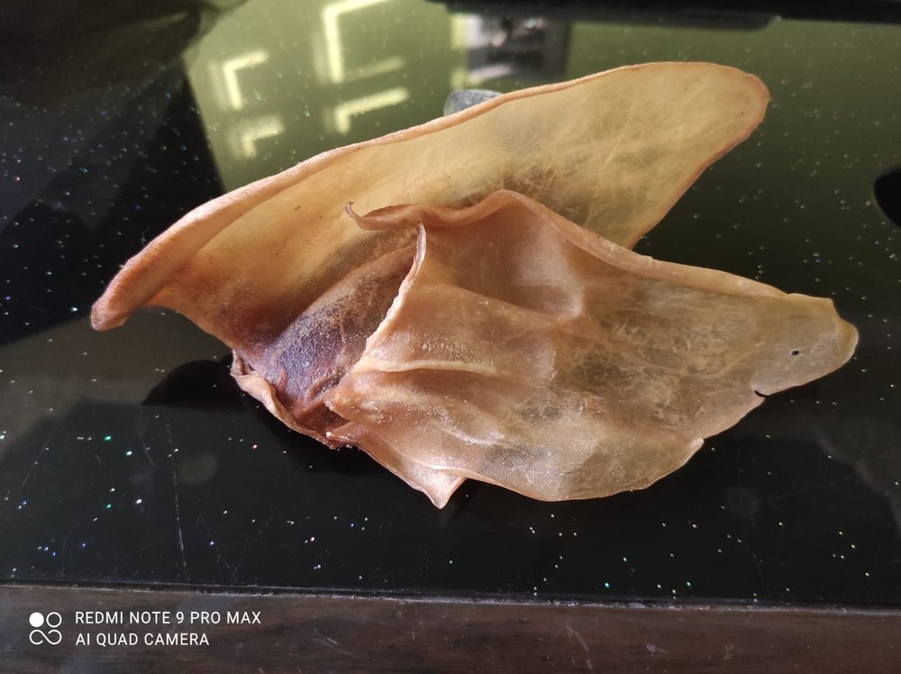 Dog Chews Buffalo Ear