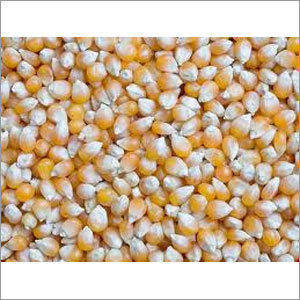 Maize