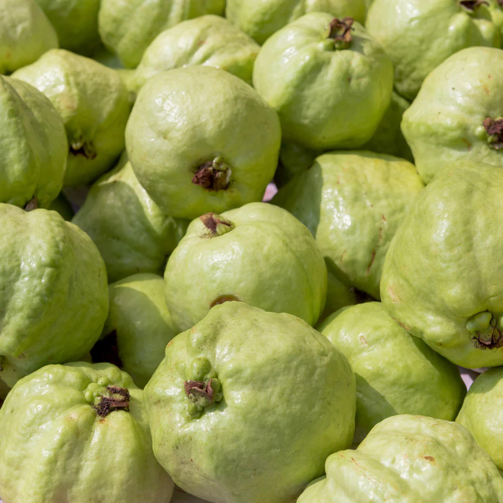 Organic Guava