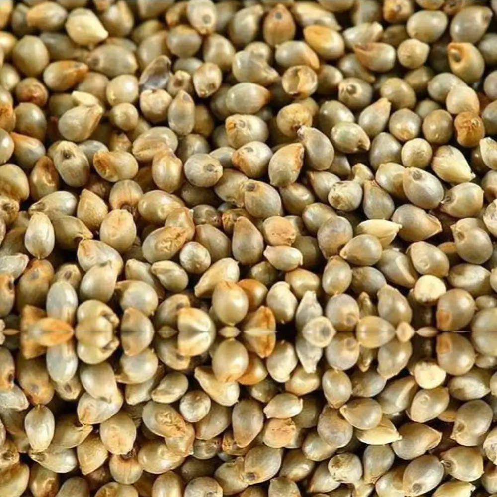 Organic Bajra