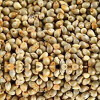 Organic Bajra