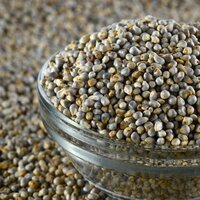 Organic Bajra