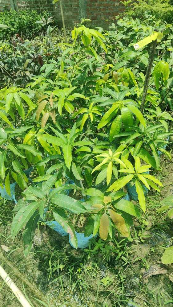 Mango Plant - Breed: Different Available