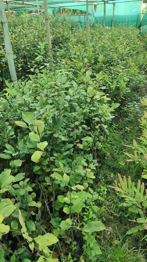Anna Apple Plant