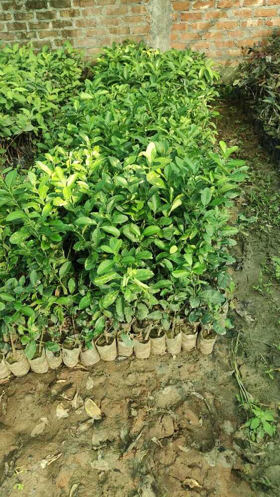 Assam Lemon Plant