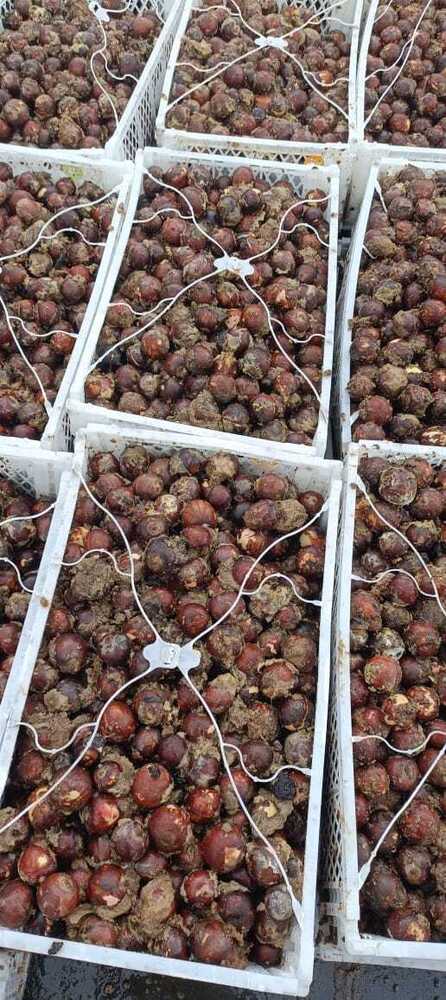 Avacado Seeds Plant