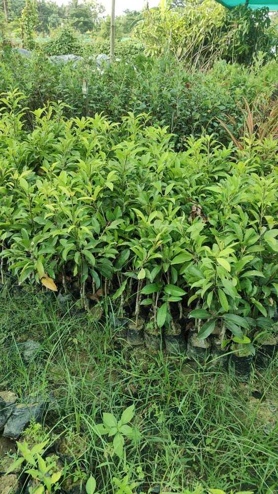 Banana Chiku Plant