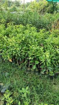 Banana Chiku Plant - Breed: Different Available