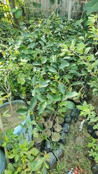 Black Jamun Plant - Breed: Different Available