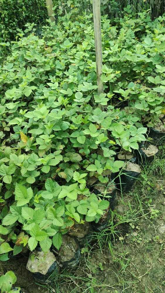 Blackberry Plant