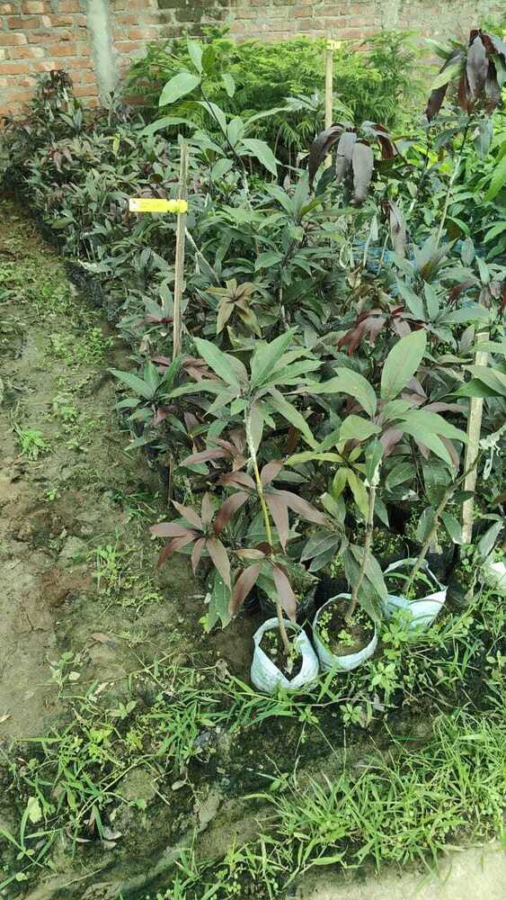 Blackstone Mango Plant - Breed: Different Available