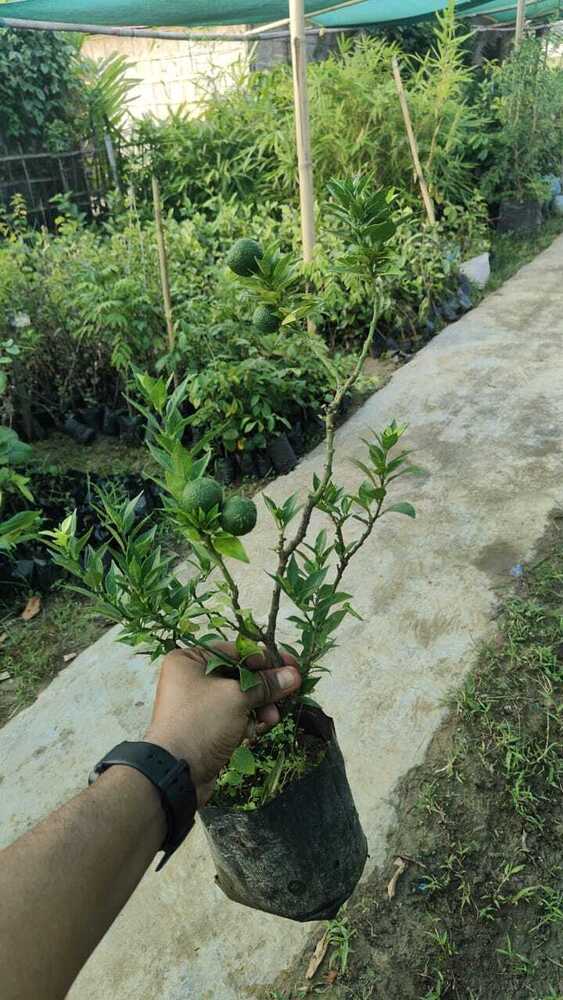 Chinese Orange Plant