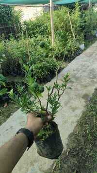 Chinese Orange Plant - Breed: Different Available