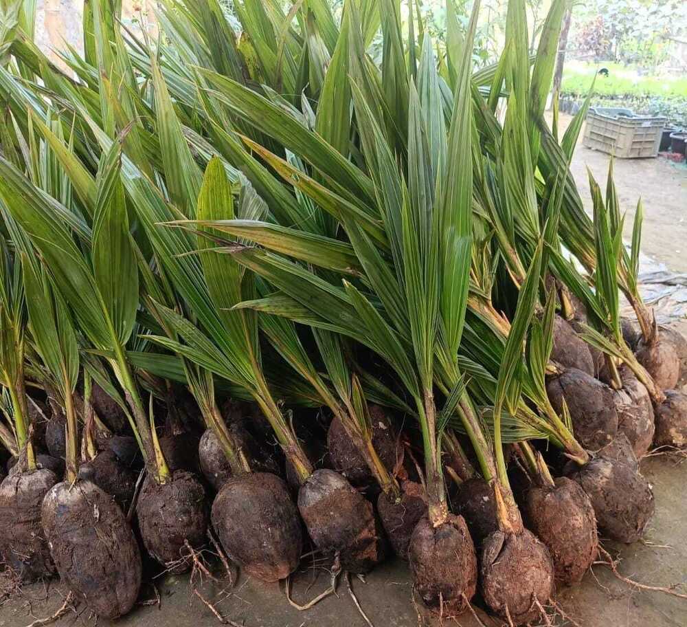 Coconut Plant