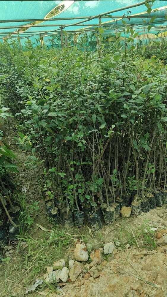 Gala Apple Plant