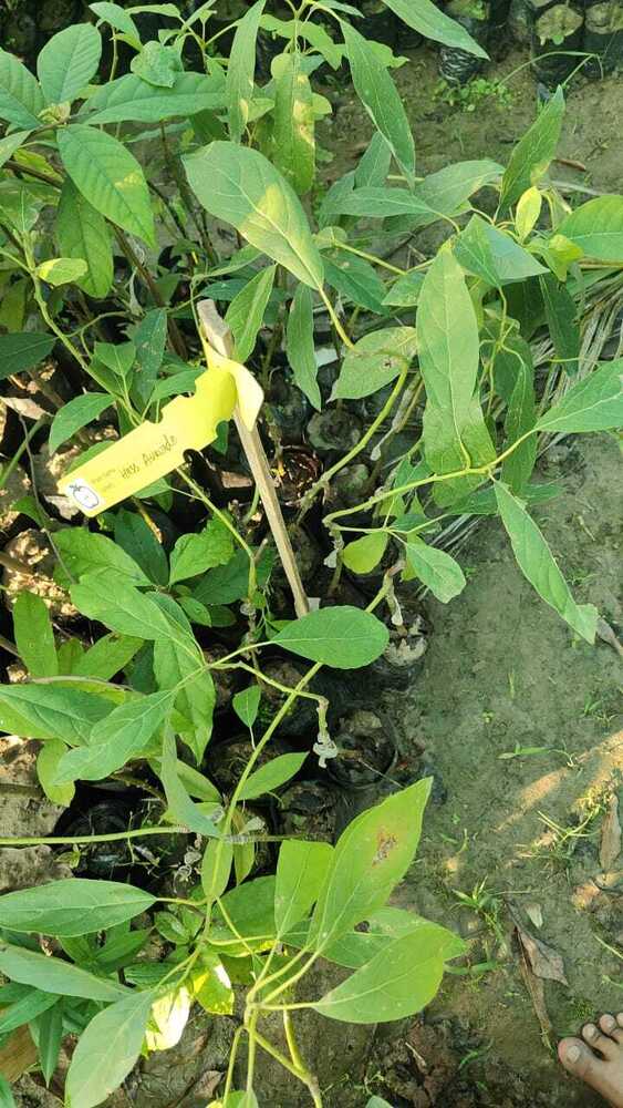 Hass Avacado Plant