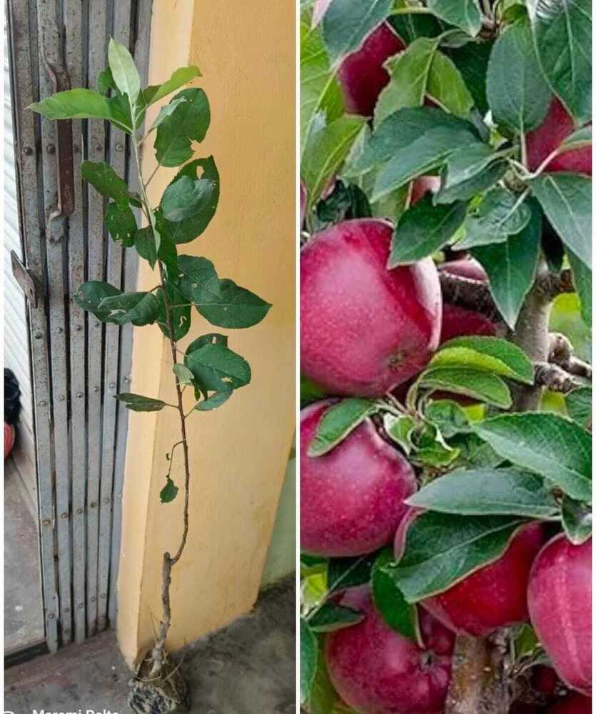 HRMN99 Apple Plant