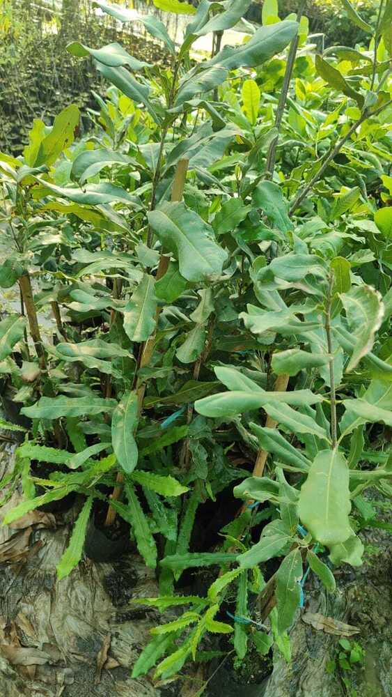Macadamia Nut Grafted Plant - Breed: Different Available