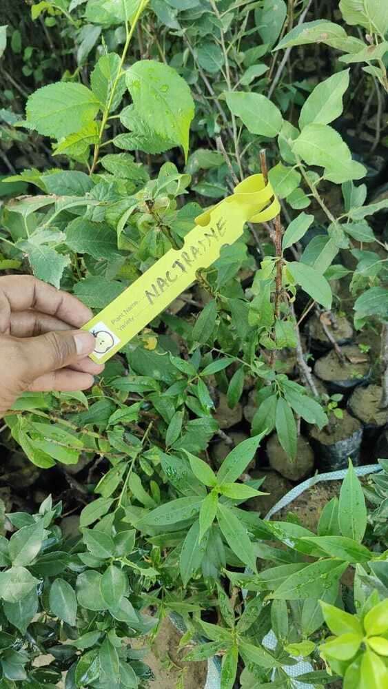 Nactrine Plant