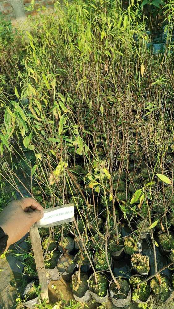 Peach Seedling Plant