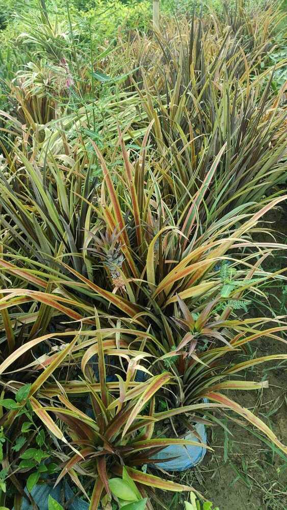 Pineapple Red Plant