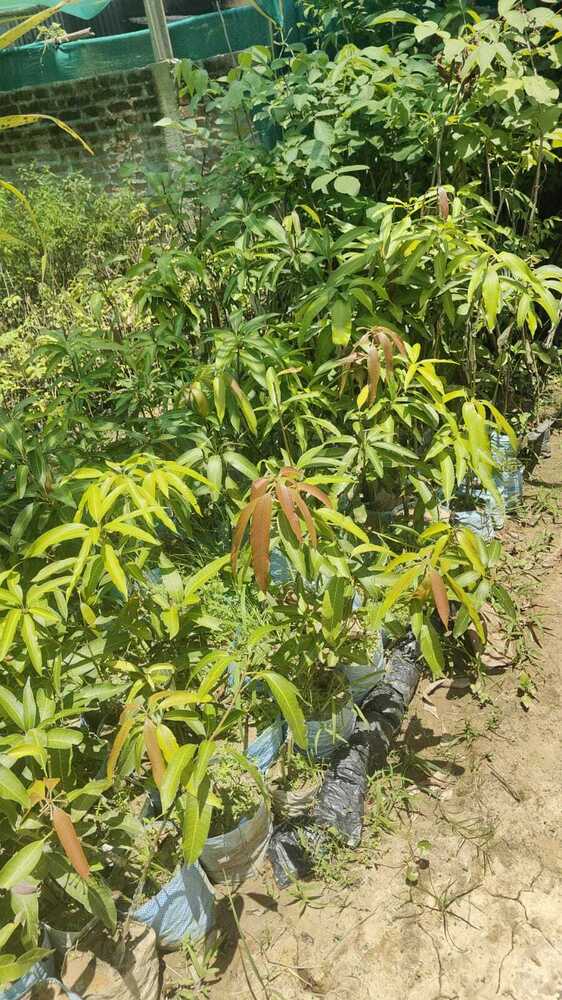 Red Ivory Mango Plant - Breed: Different Available