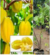 Sweet Star Fruit Plant - Breed: Different Available