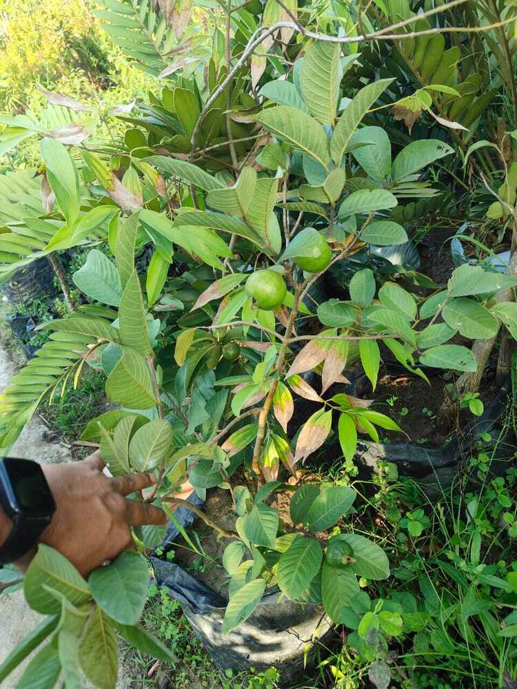 Taiwan Pink Guava Plant