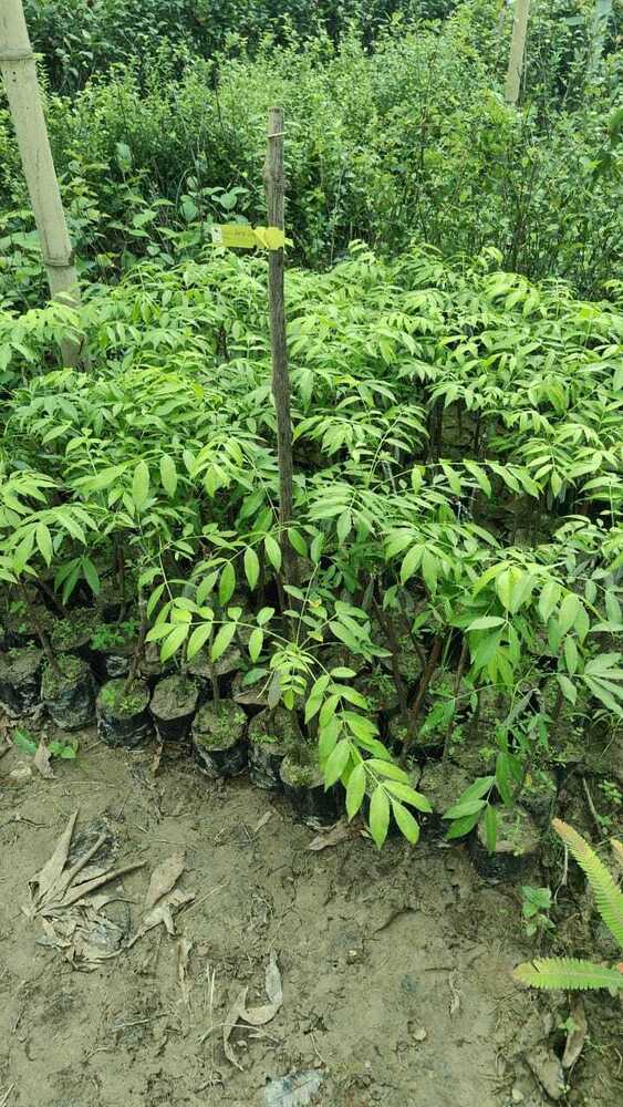 Thai Hog Plum Plant